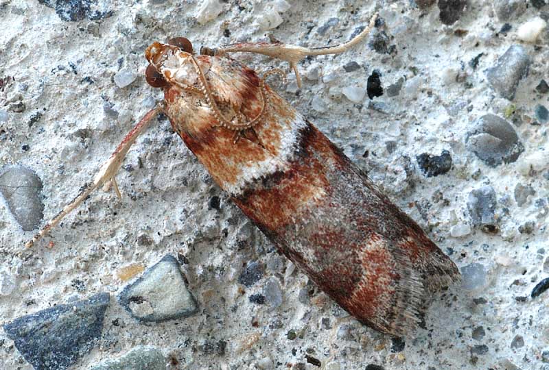 4 Pyralidae - Acrobasis repandana